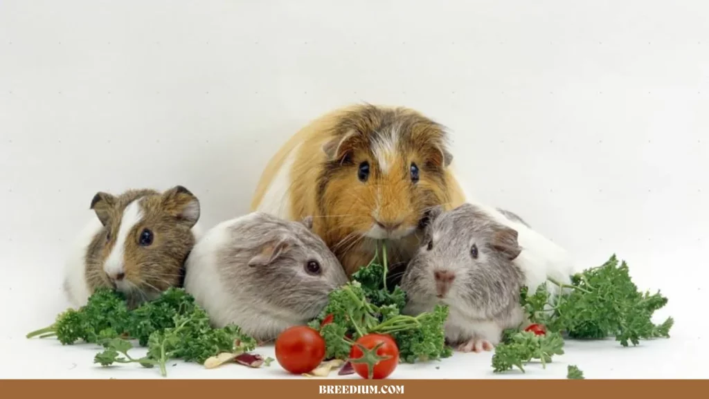 PARSLEY FOR GUINEA PIGS
