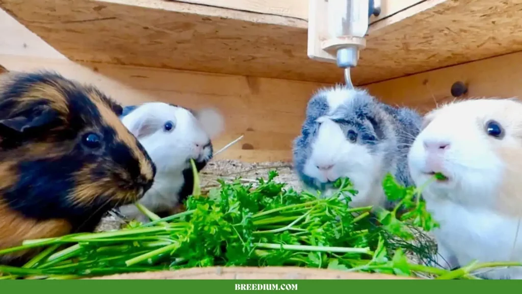 PARSLEY TO GUINEA PIGS