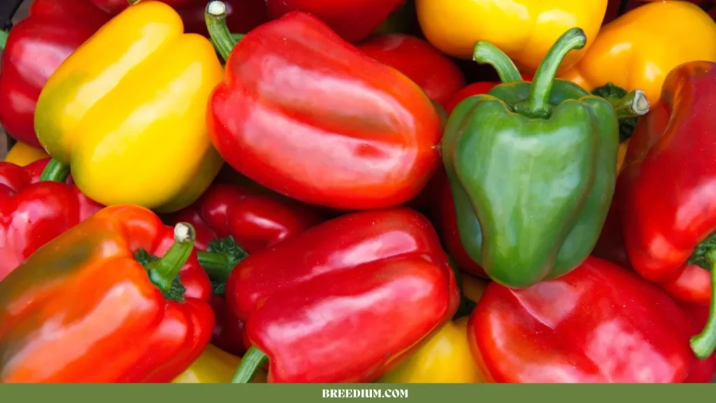Types Of Bell Peppers