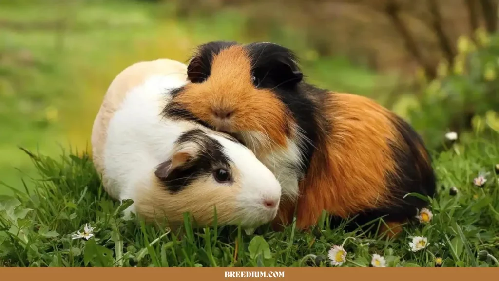 nutrients that guinea pigs need