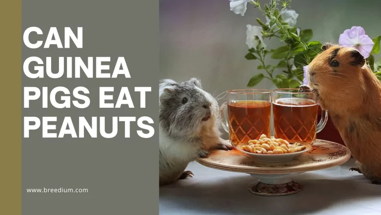 Can Guinea Pigs Eat Peanuts? | Healthy For Them?