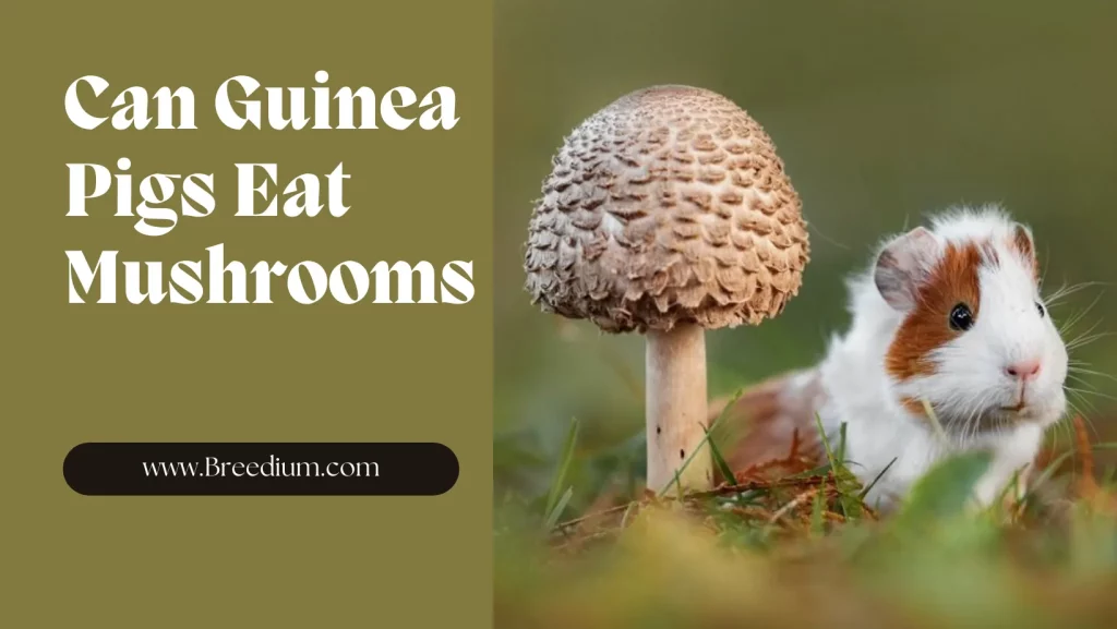 Can Guinea Pigs Eat Mushrooms